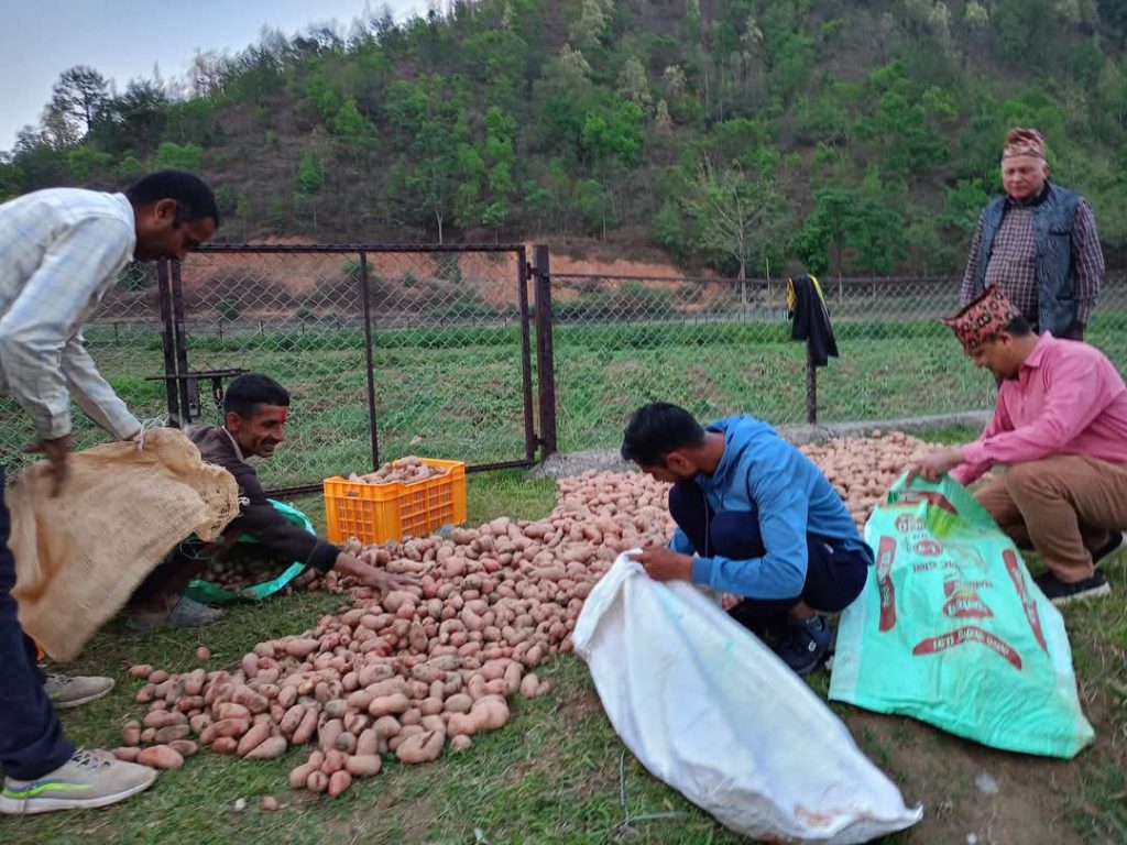 आलु बेचेर राजश्व उठाउँदै छत्रदेव गाउँपालिका