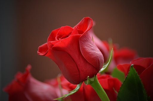 भ्यालेन्टाइन सप्ताह शुरु : आज ‘रोज डे’