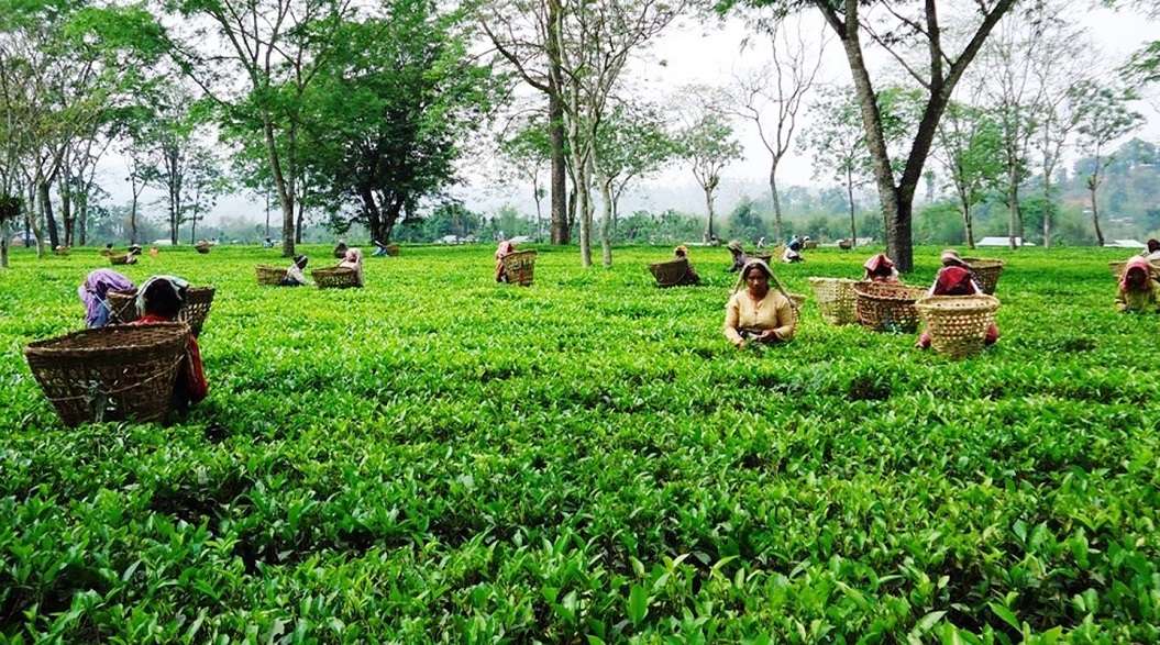 भारतको कडाइले झापाका चिया उद्योग बन्द गर्ने घोषणा