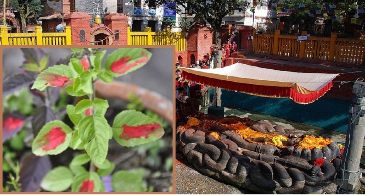 आज हरिशयनी एकादशी, तुलसीको बिरुवा सारिँदै